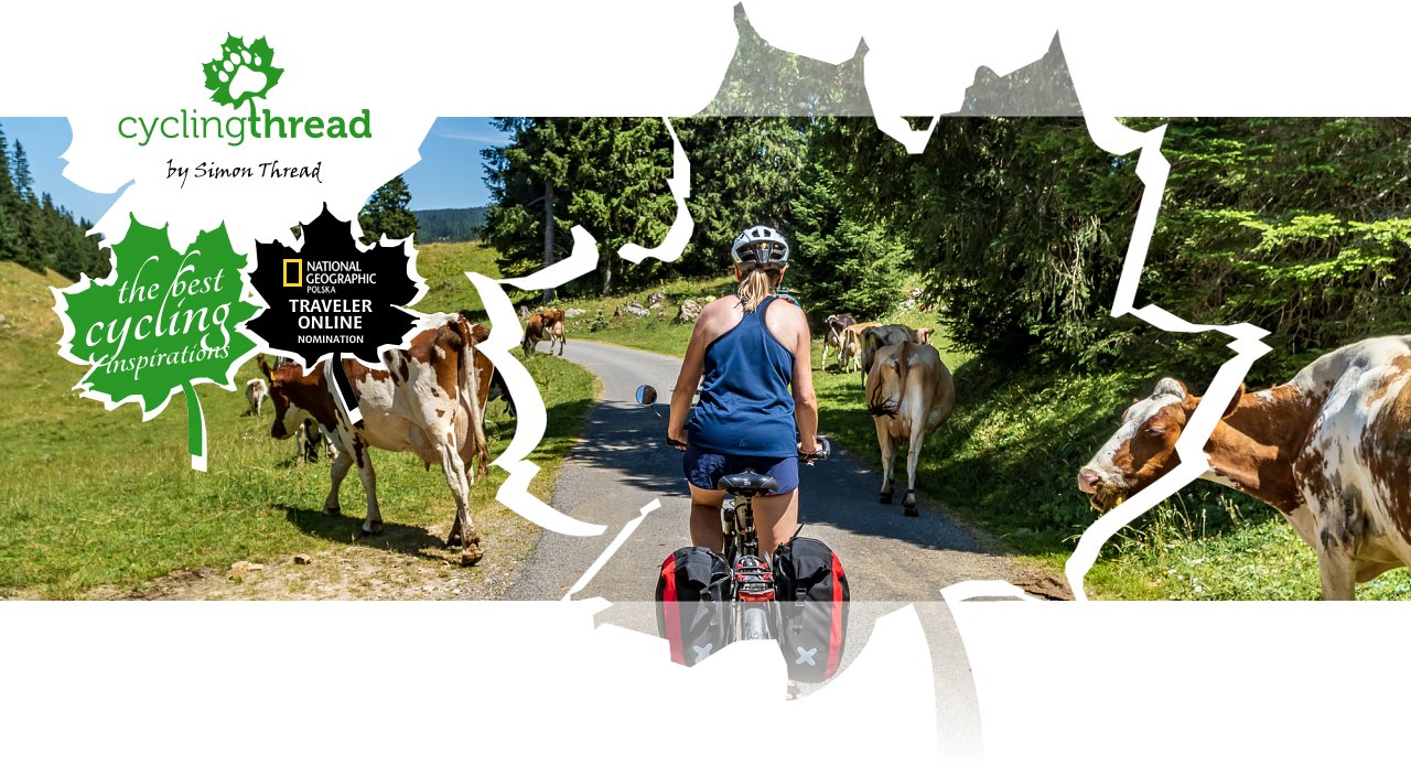Cows on&nbsp;the&nbsp;cycling route in&nbsp;Switzerland