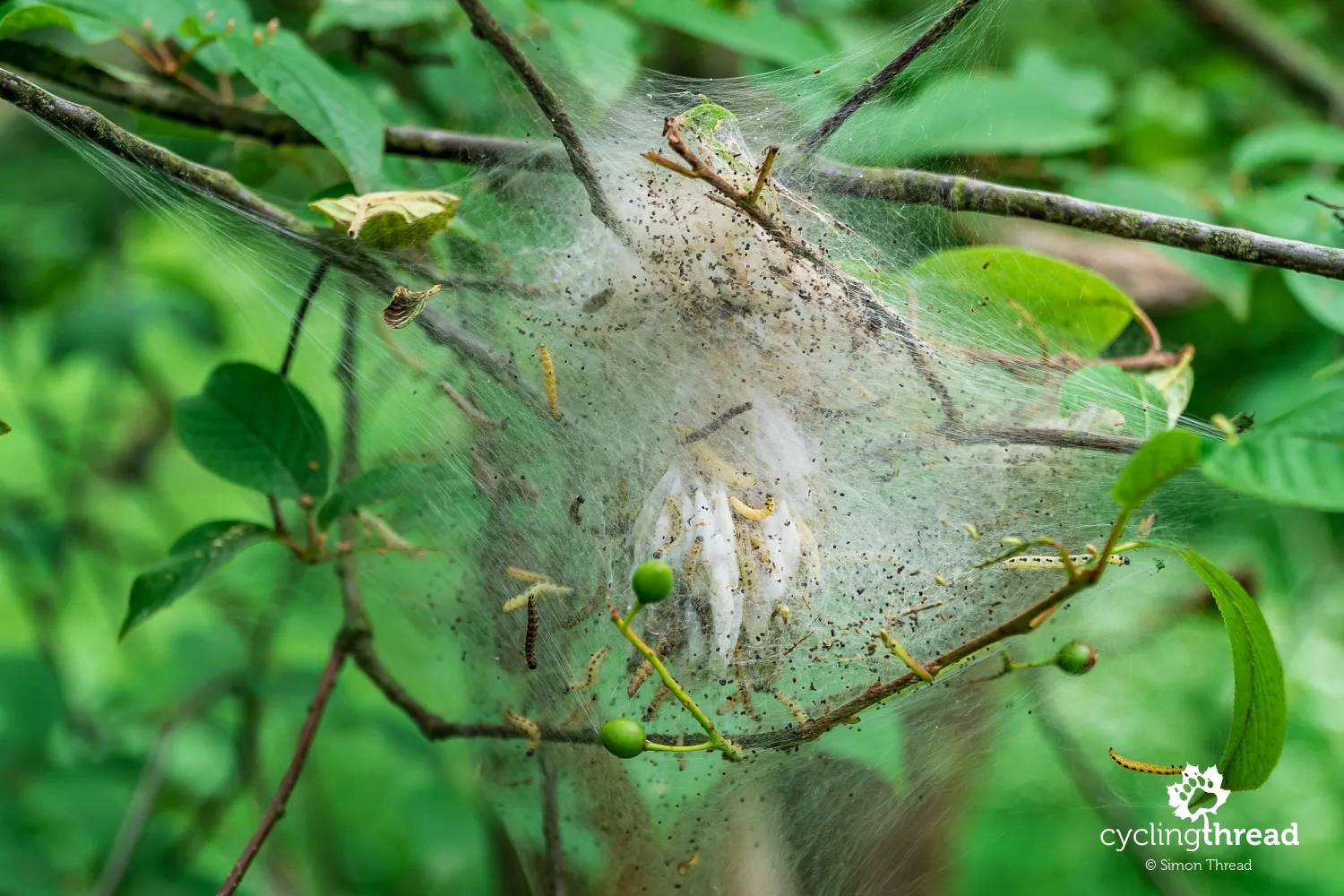 Apple ermine moth in Małopolska