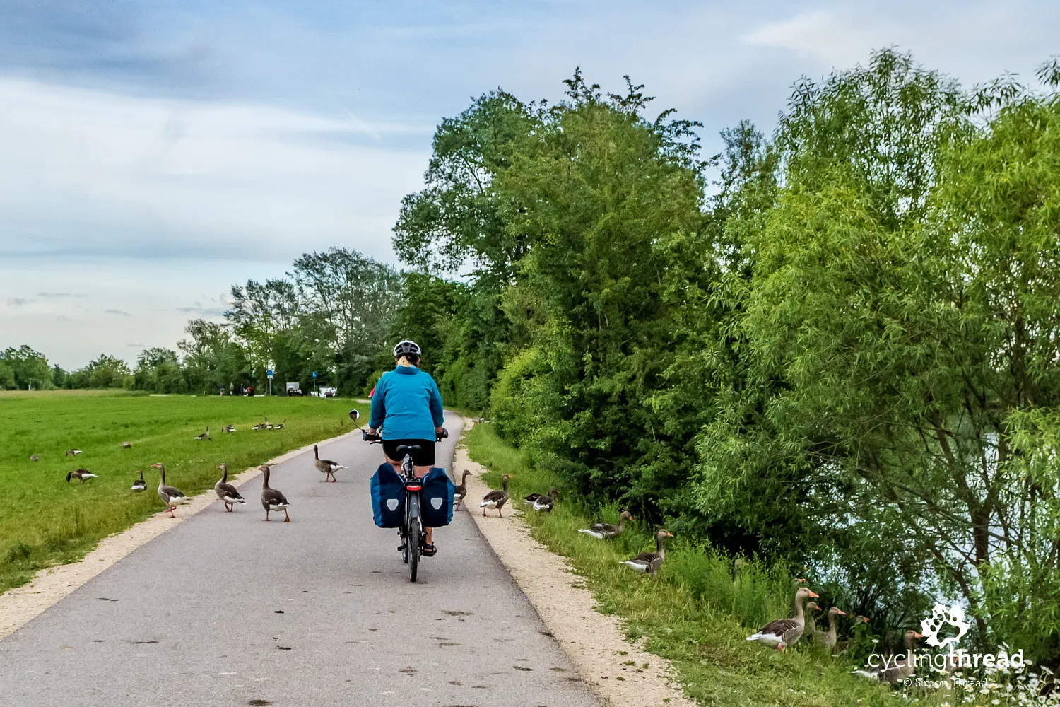Flock of wild geese on the cycling path