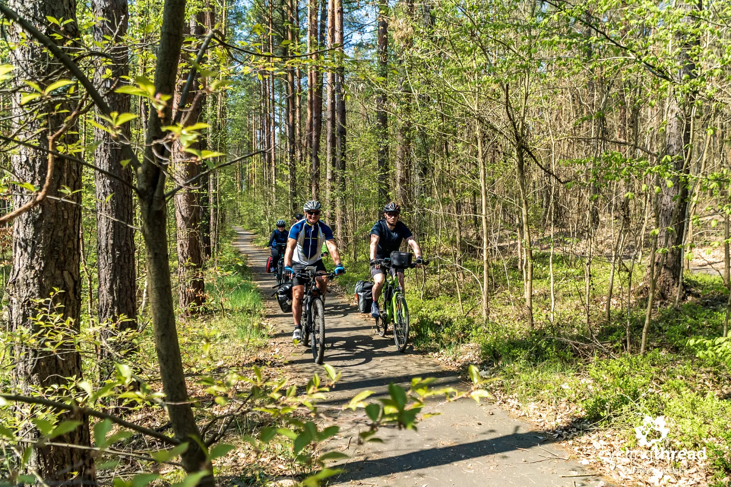 Forest bike path in Eastern Brandenburg