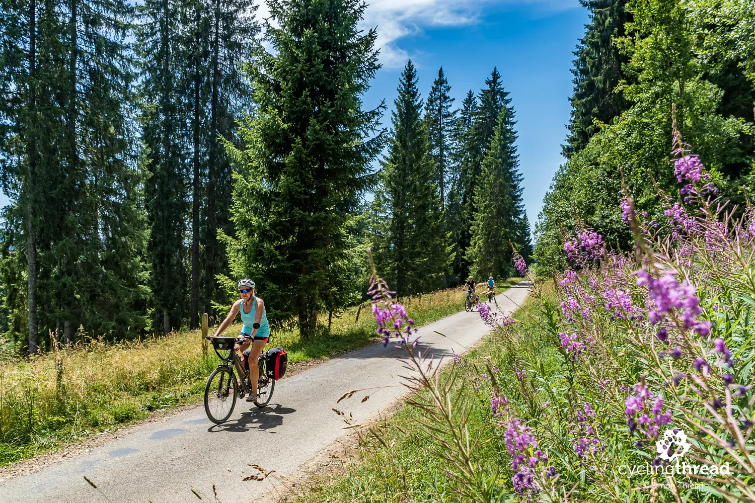 A forest section of the Jura Route in Switzerland