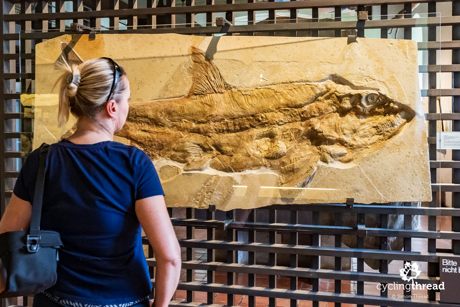 Inside the Jura Museum in Eichstätt