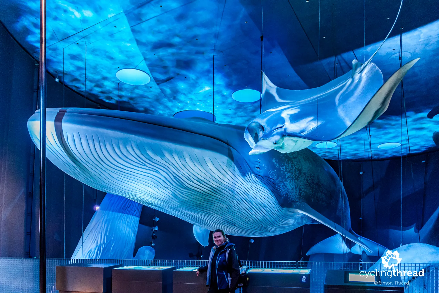 Life-size blue whale at the Ozeaneum in Stralsund