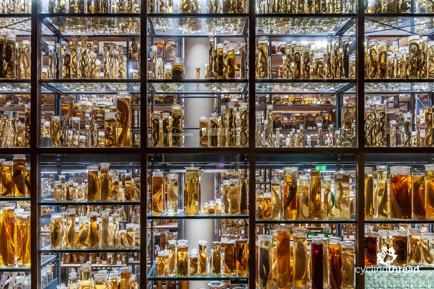 Natural History Museum in Berlin - Wet Collection