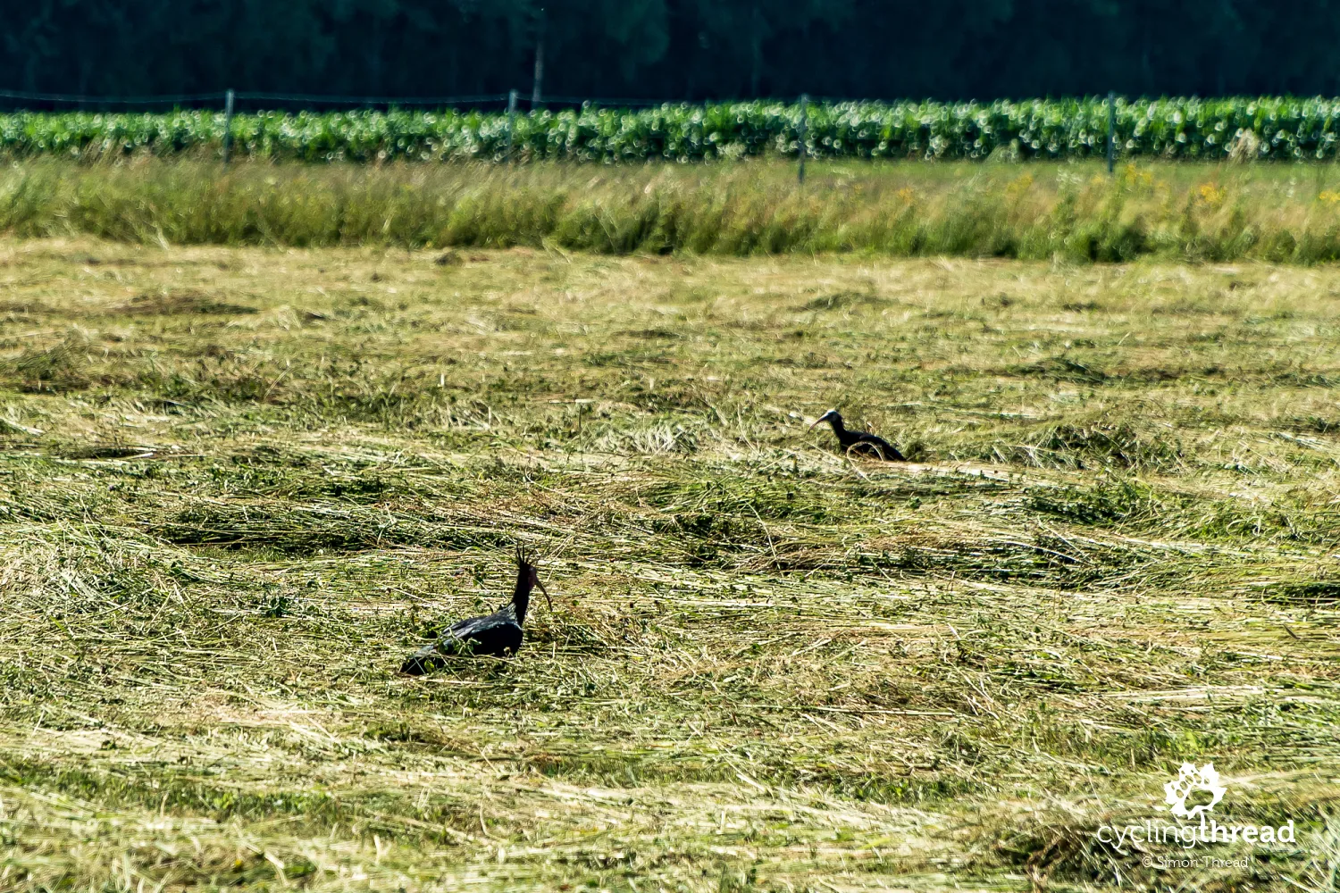 Northern bald ibises in Carinthia