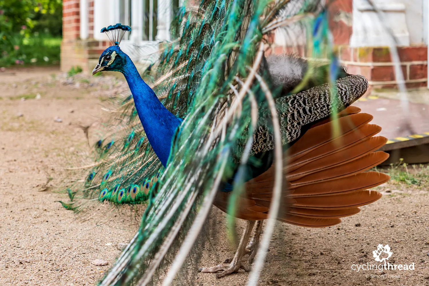 A peacock near the Gothic House
