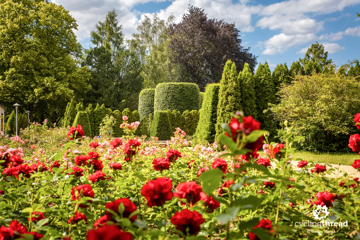 Roses in the Rose Garden in Forst