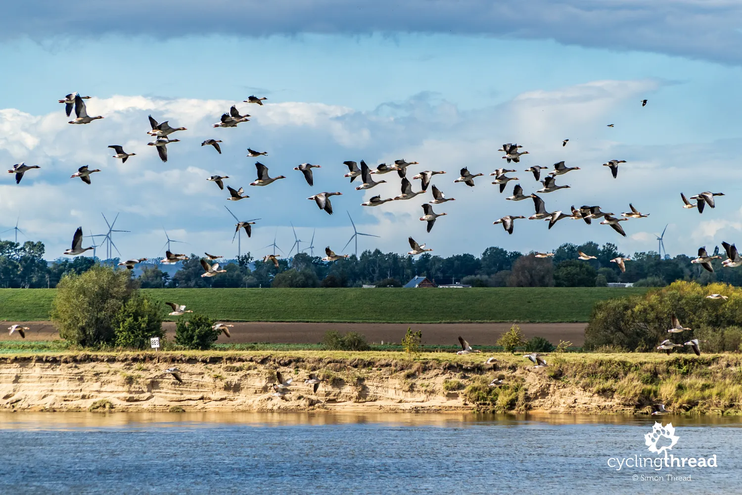Tundra Geese in the Lower Vistula Valley