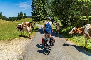 Cows on&nbsp;the&nbsp;cycling route in&nbsp;Switzerland